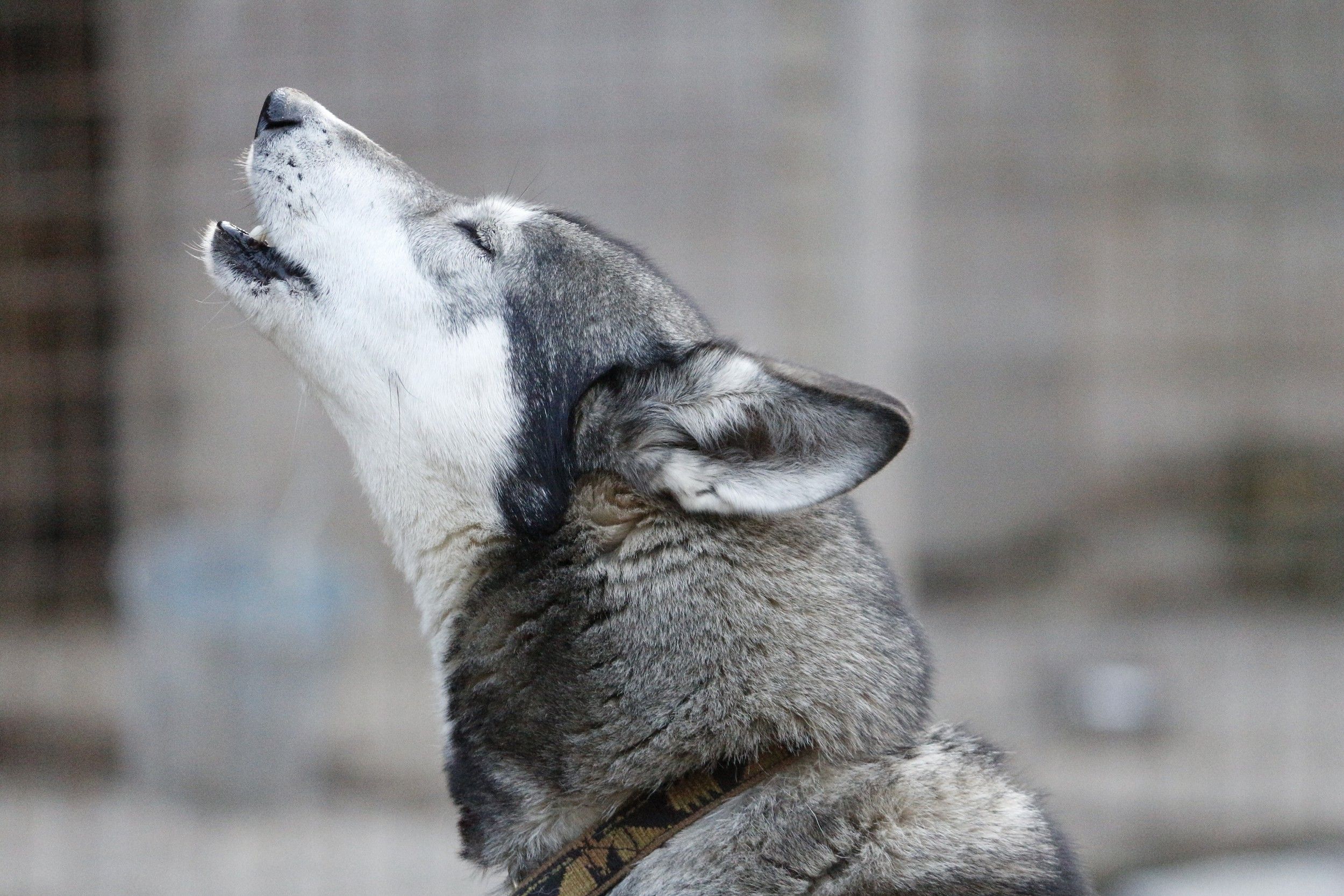 Husky so sivou srsťou zavýja do vzduchu.