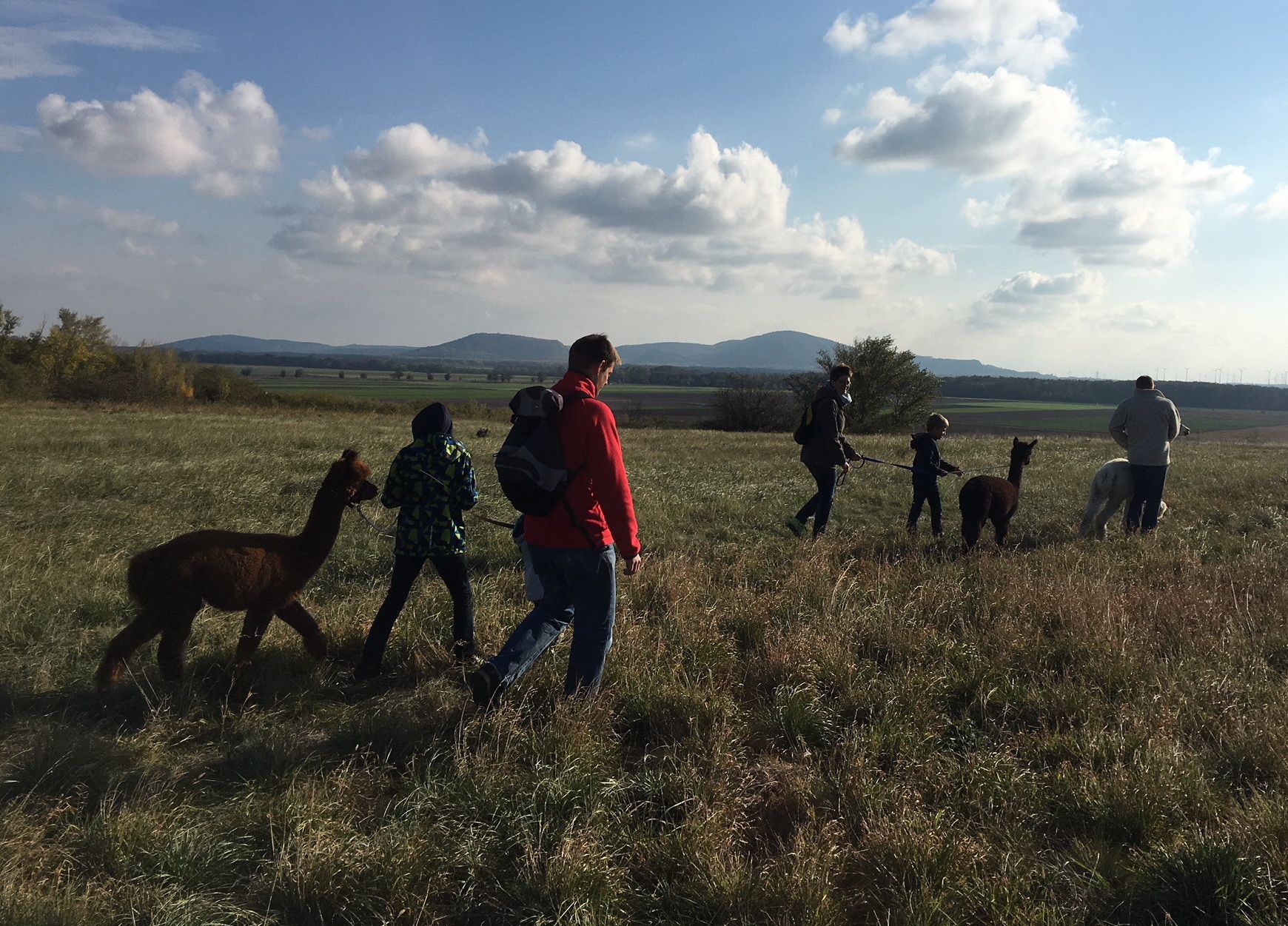 Ľudia vedú alpaky cez pole za slnečného počasia.