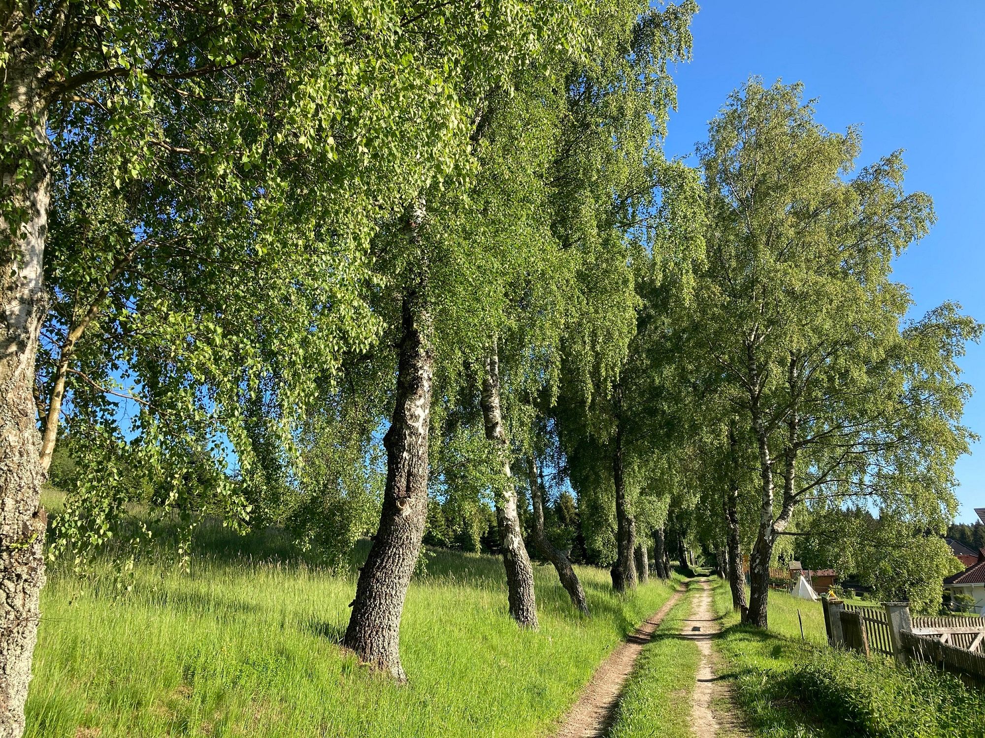 Úzka cestička vedie alejou brezových stromov obklopených zelenou trávou. Obloha je jasná a modrá.