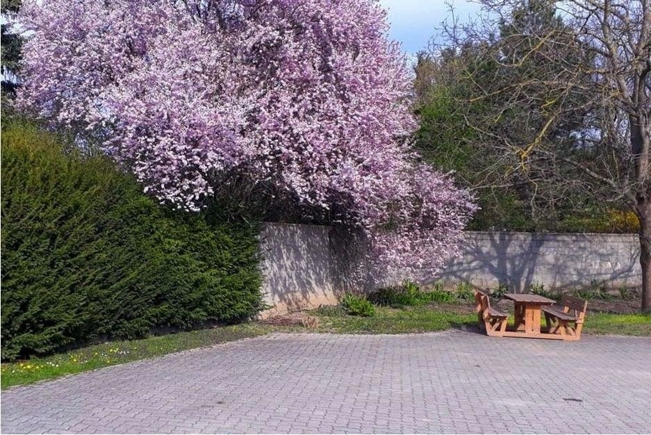Rozkvitnutý strom s ružovými kvetmi vedľa kamenného múru a dreveného posedenia na vydláždenom námestí.