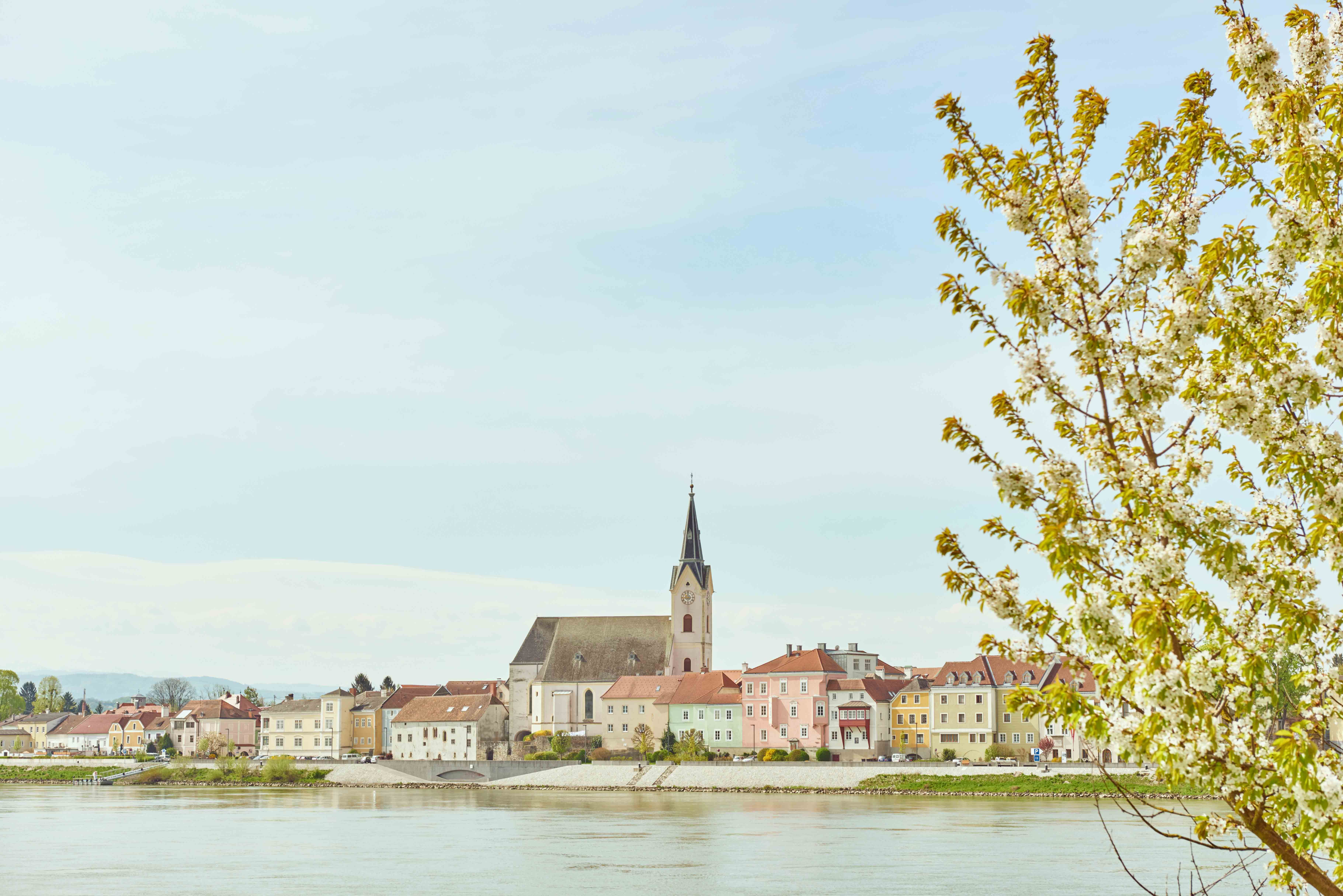 Pohľad na obec Ybbs an der Donau s kvitnúcim stromom v popredí.