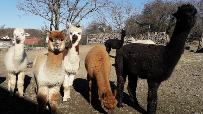 Alpaca herd, © Alpakaerlebnis Marchfeldmühle