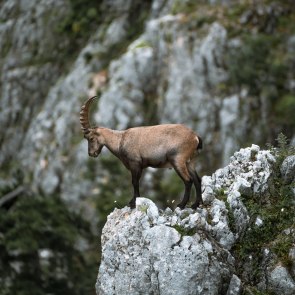 Kozorožec na Hohe Wand., © Niederösterreich Werbung/Christofer Kemperle