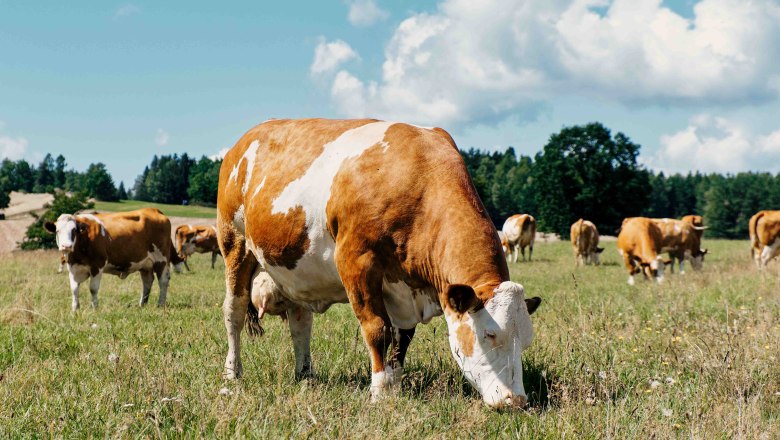 Our organic cows on the pasture, © Biohof Hammerschmidt