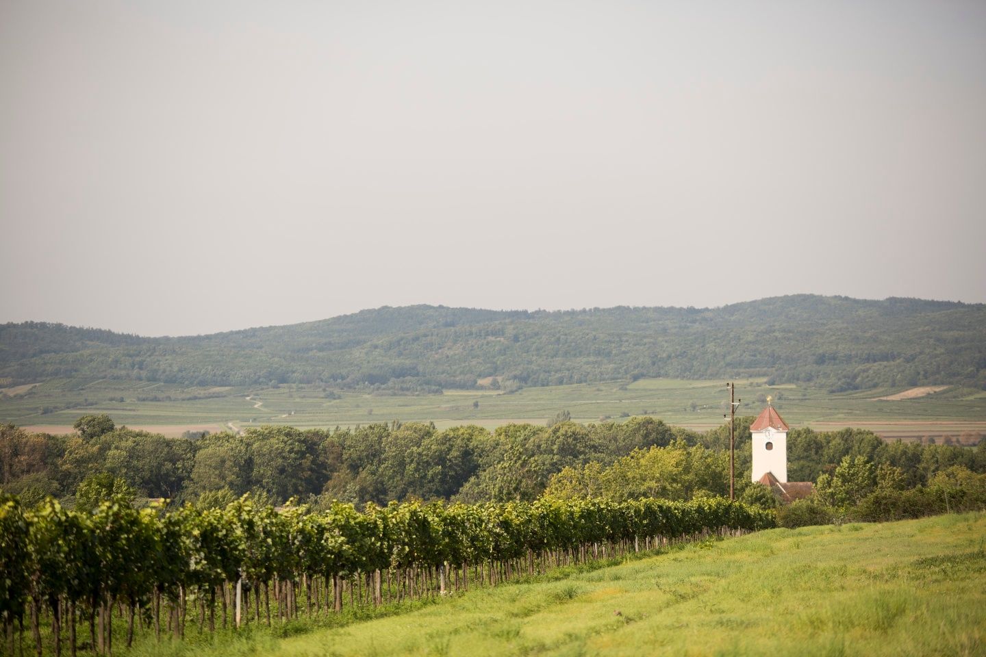 Vinohrady v okolí Pulkau