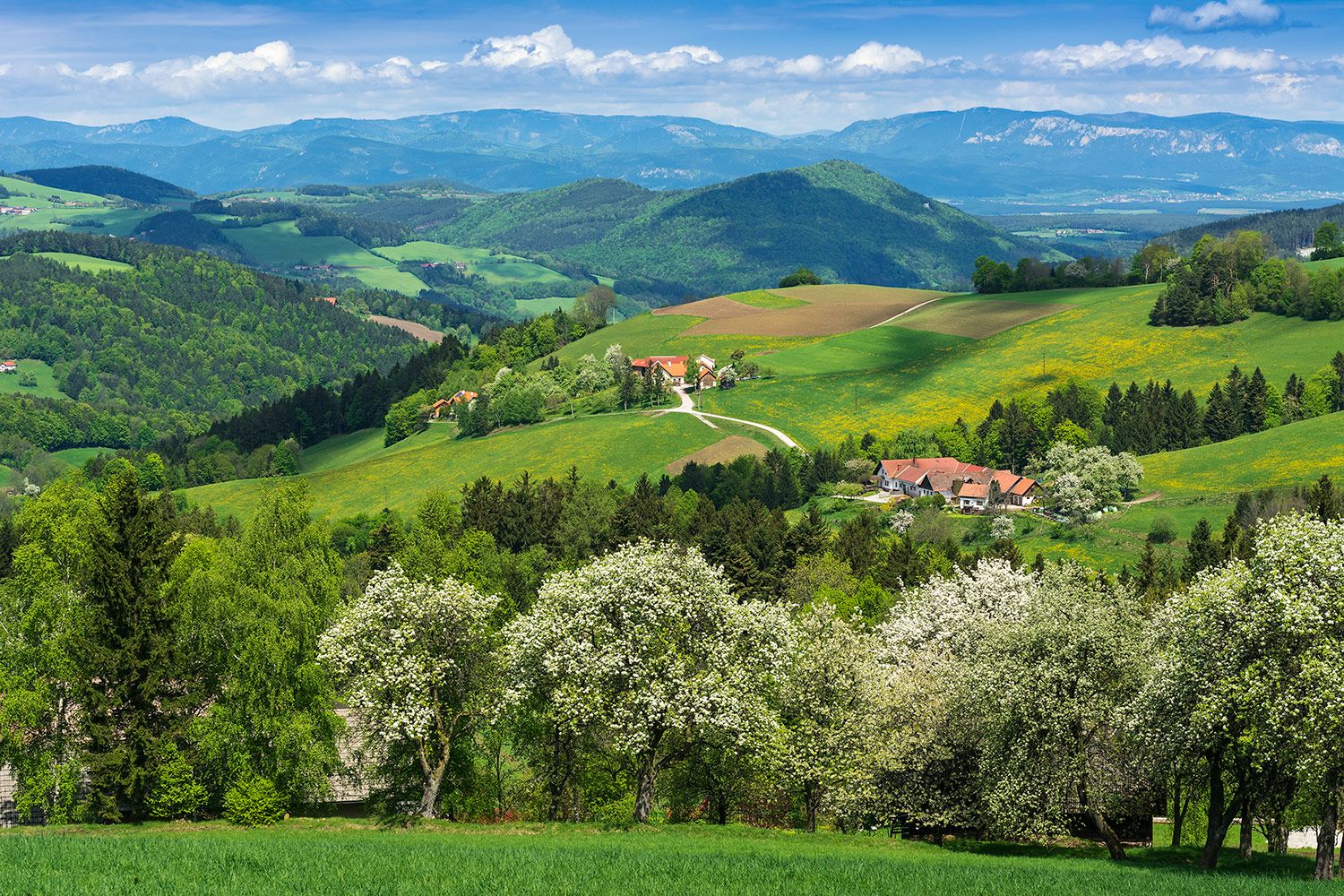 Jarná krajina s kvitnúcimi stromami a zelenými kopcami v Thomasbergu.