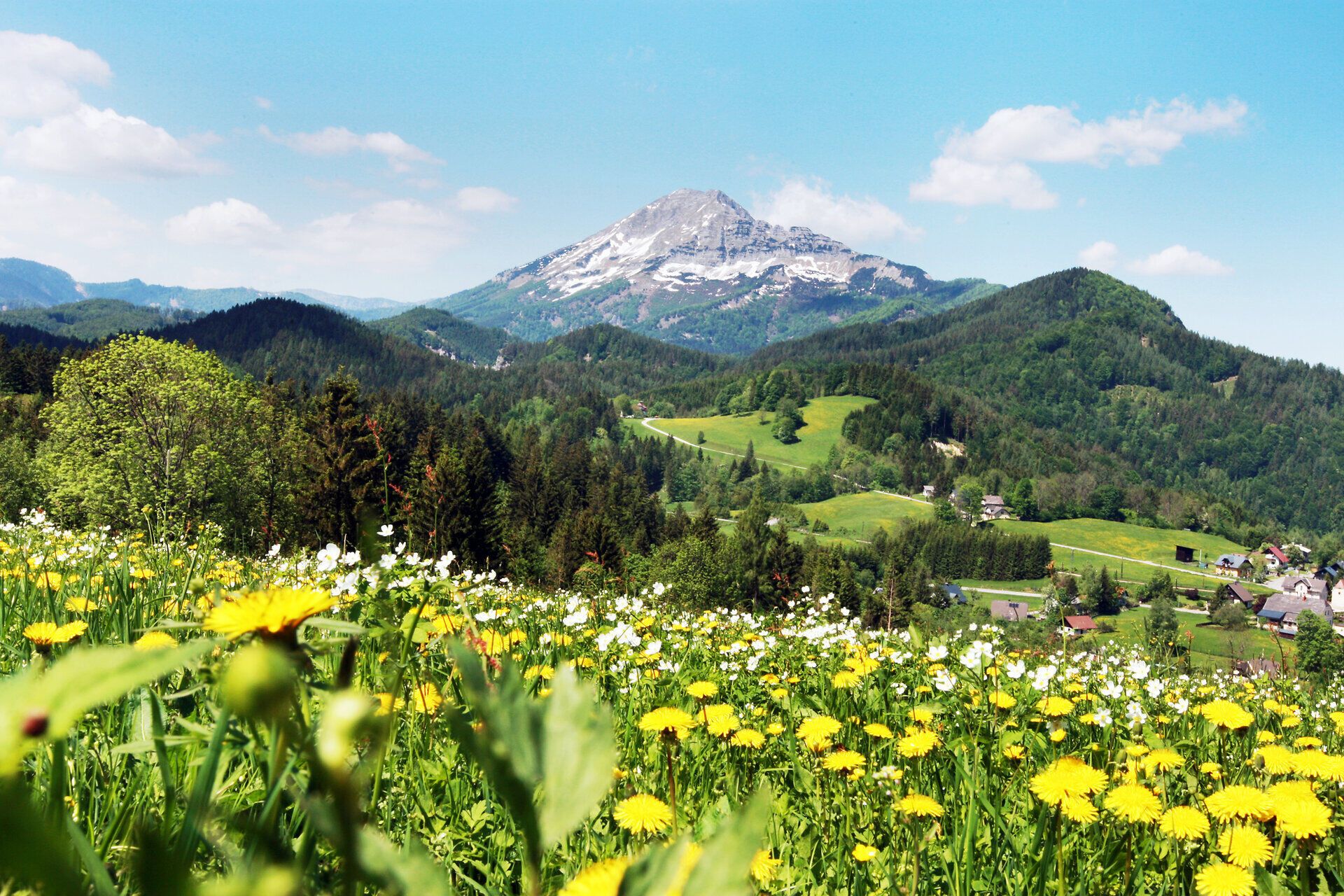 Die blühenden Wiesen strahlen in leuchtendem Gelb und Weiß, während die majestätischen Gipfel des Ötschers im Hintergrund erhaben aufragen. Ein sanfter Frühlingswind weht durch die Landschaft und lädt dazu ein, die frische Bergluft zu genießen und die atemberaubende Aussicht zu bewundern.