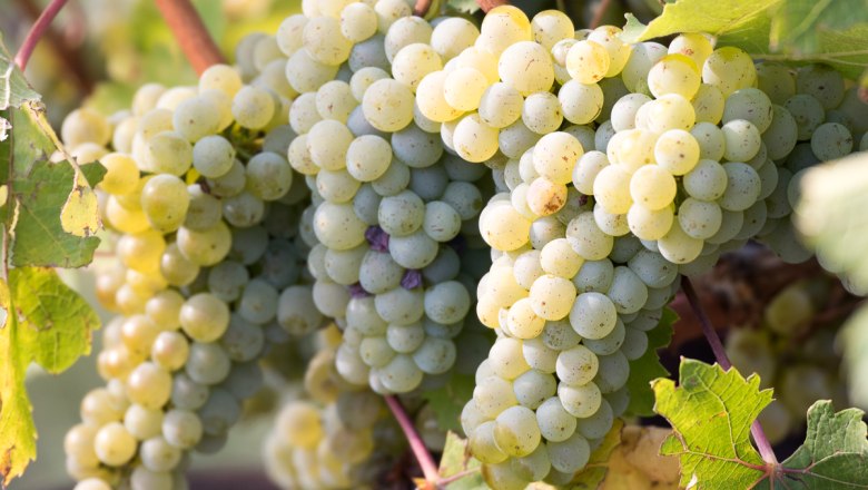 Winemaker for 1 day, © Pferschy-Seper