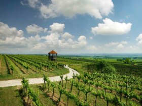 Turistick&yacute; chodn&iacute;k medzi vinicami, v pozad&iacute; rozhľadňa