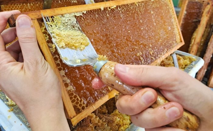 Osoba odstraňuje voskovú vrstvu z plástov pomocou odvíčkovacej vidličky.