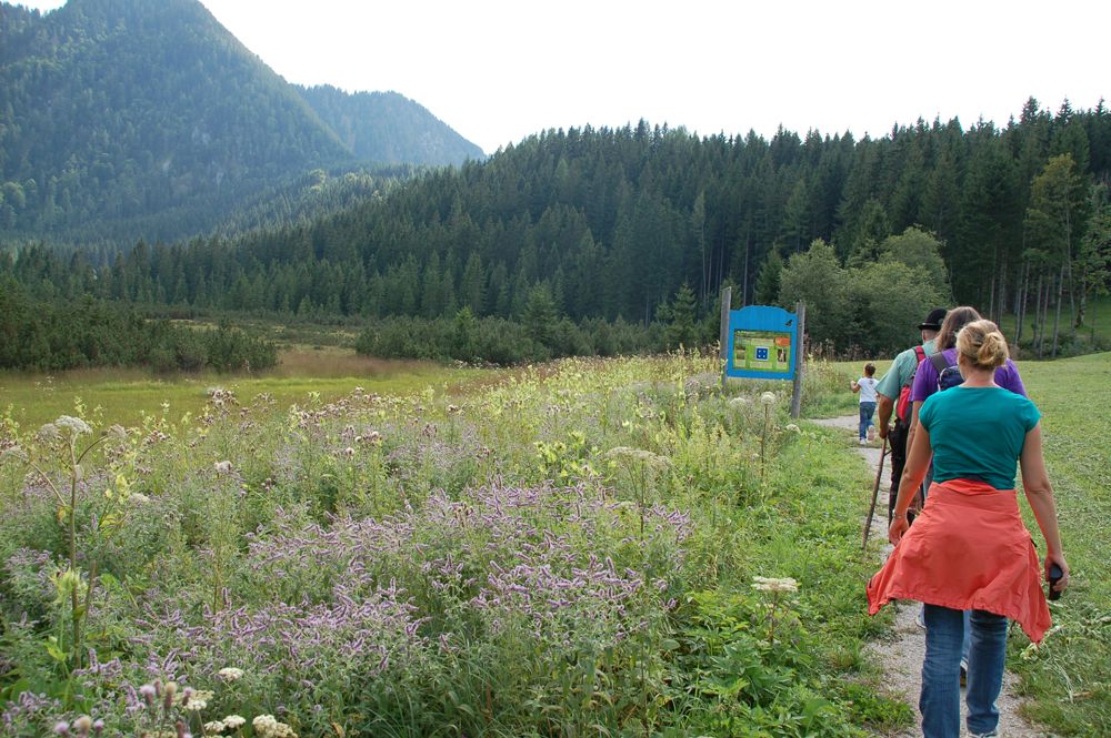 Skupina turistov na ceste cez rozkvitnutú lúku s horami v pozadí.