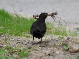 Amsel, &copy; Wienerwald Tourismus GmbH / G.Waiss