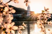 Kvitnúce marhule vo Wachau., © Niederösterreich Werbung/Christian Majcen