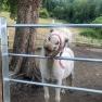 Pony, © Familie Prack