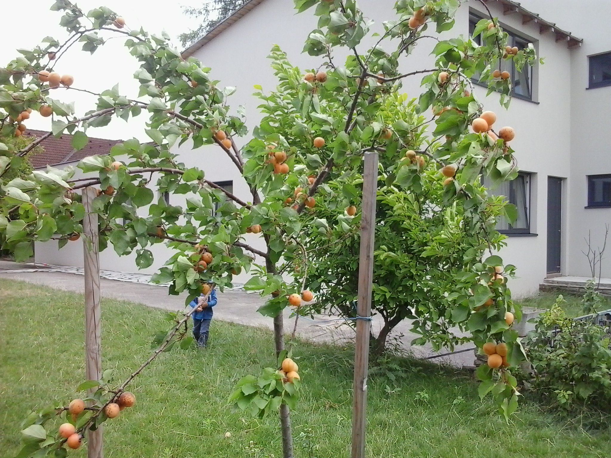 Záhrada s marhuľami pred moderným domom.