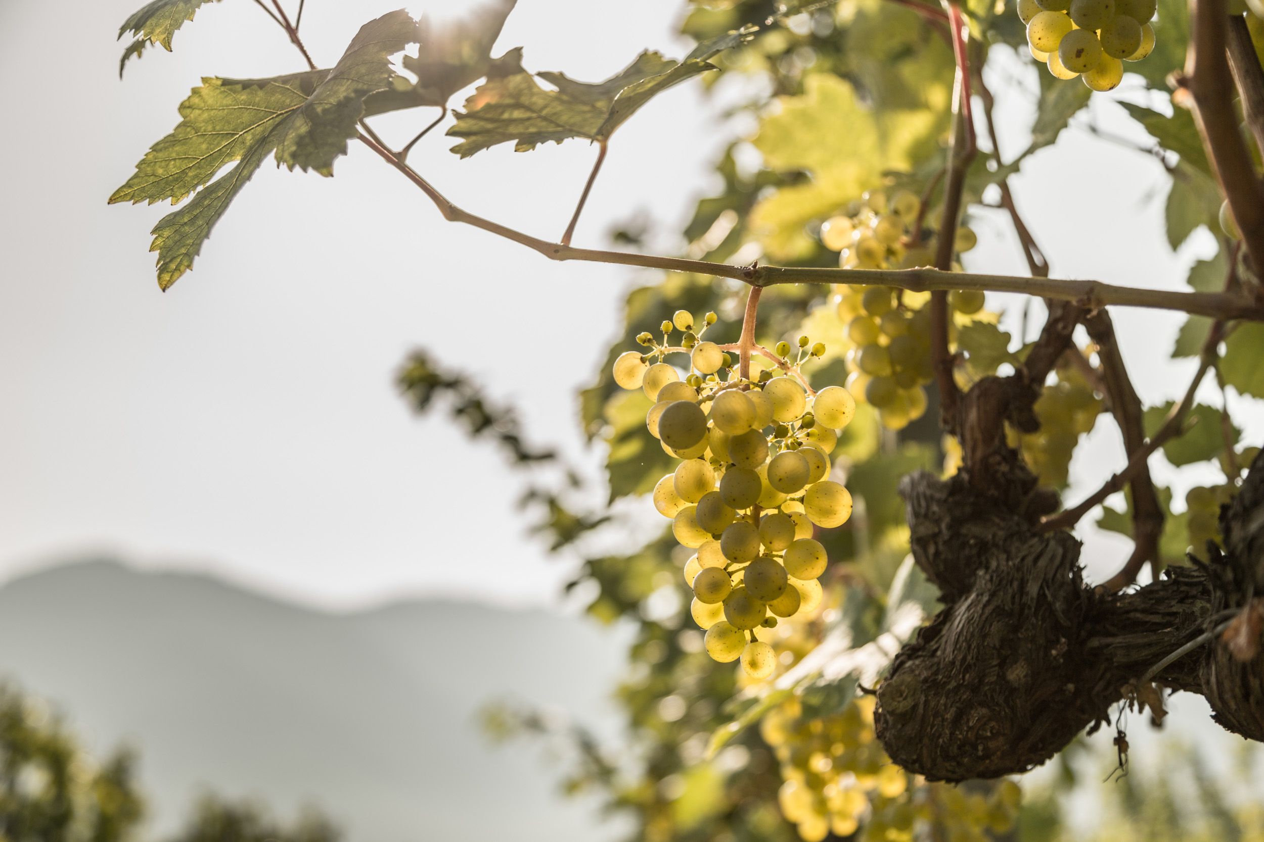 Vinohrady vo Wachau