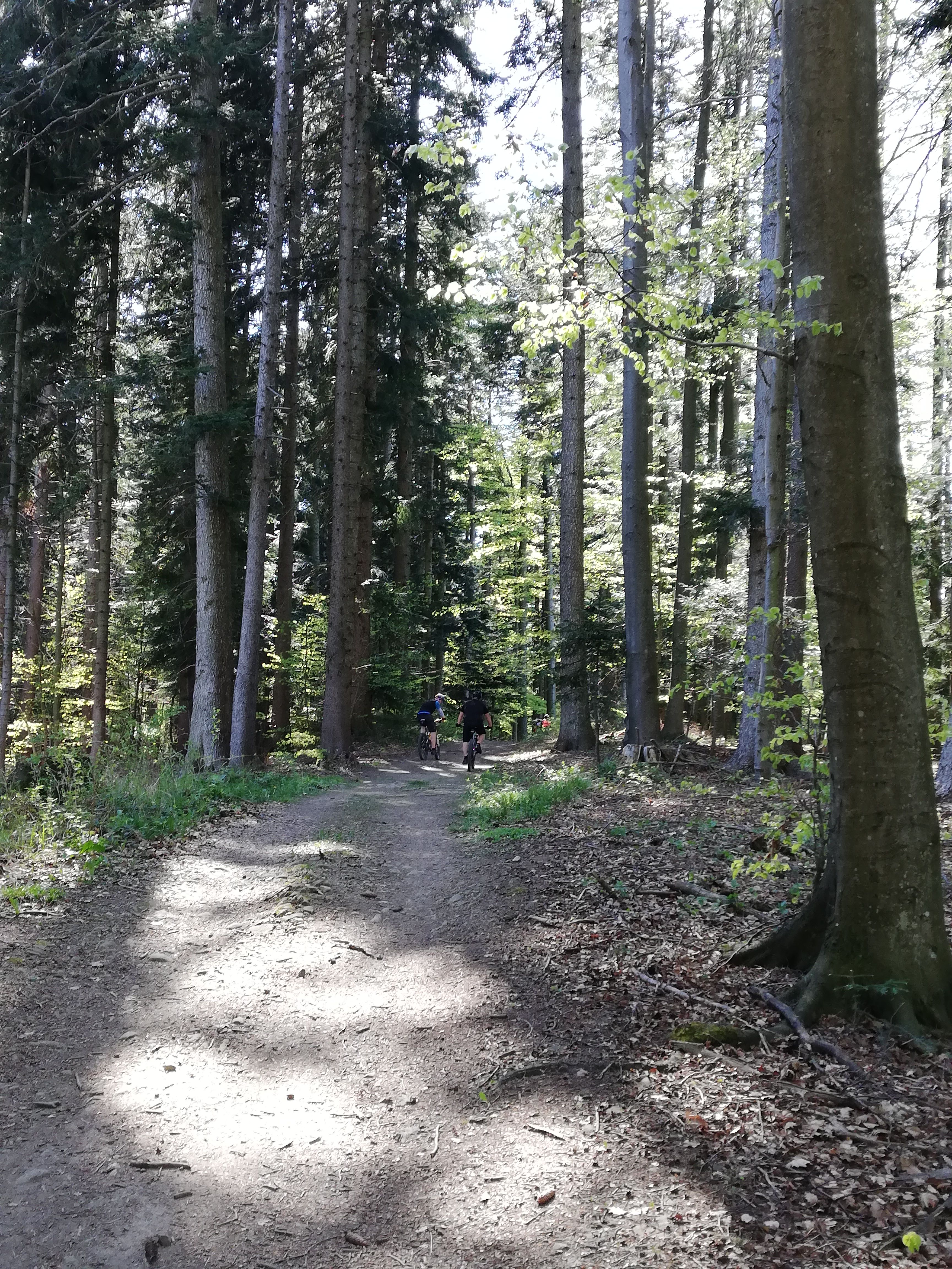 Bicyklovanie v lese