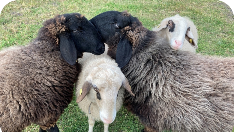 Sheep cuddling in the pasture, &copy; Sabine Valis