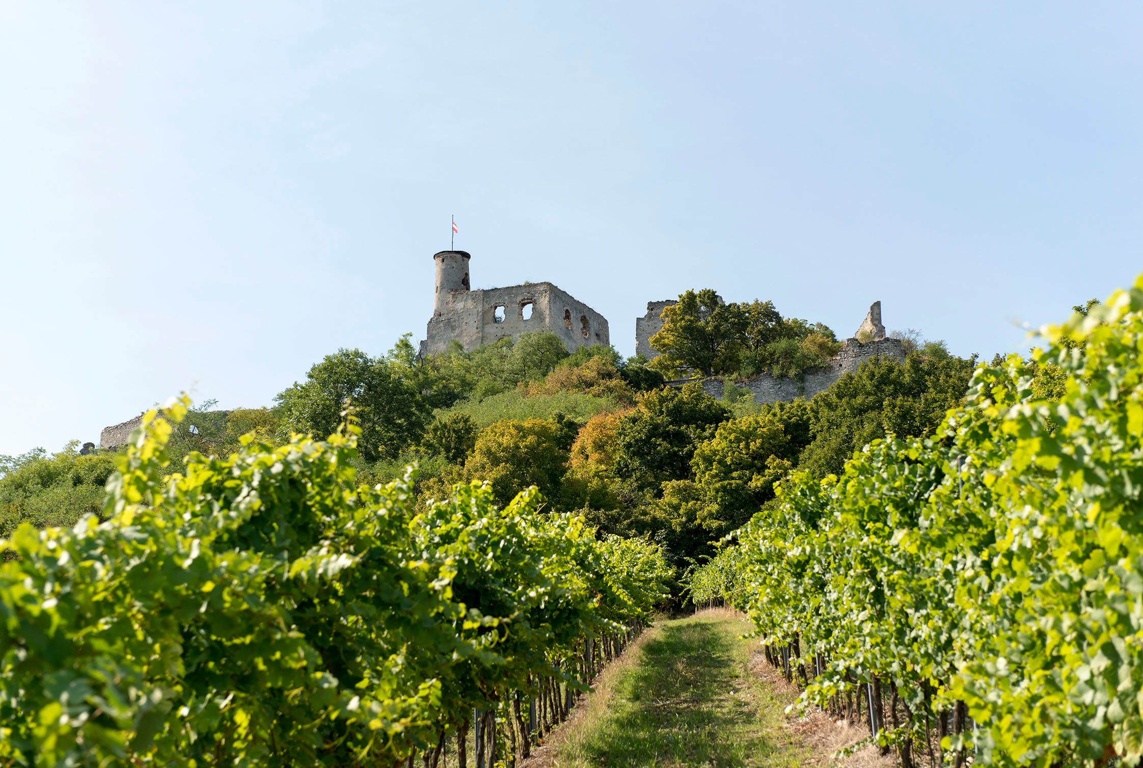 Zrúcanina hradu Falkenstein na kopci s viničom v popredí.