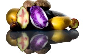 Potato, &copy; Kartoffelhof Schramm