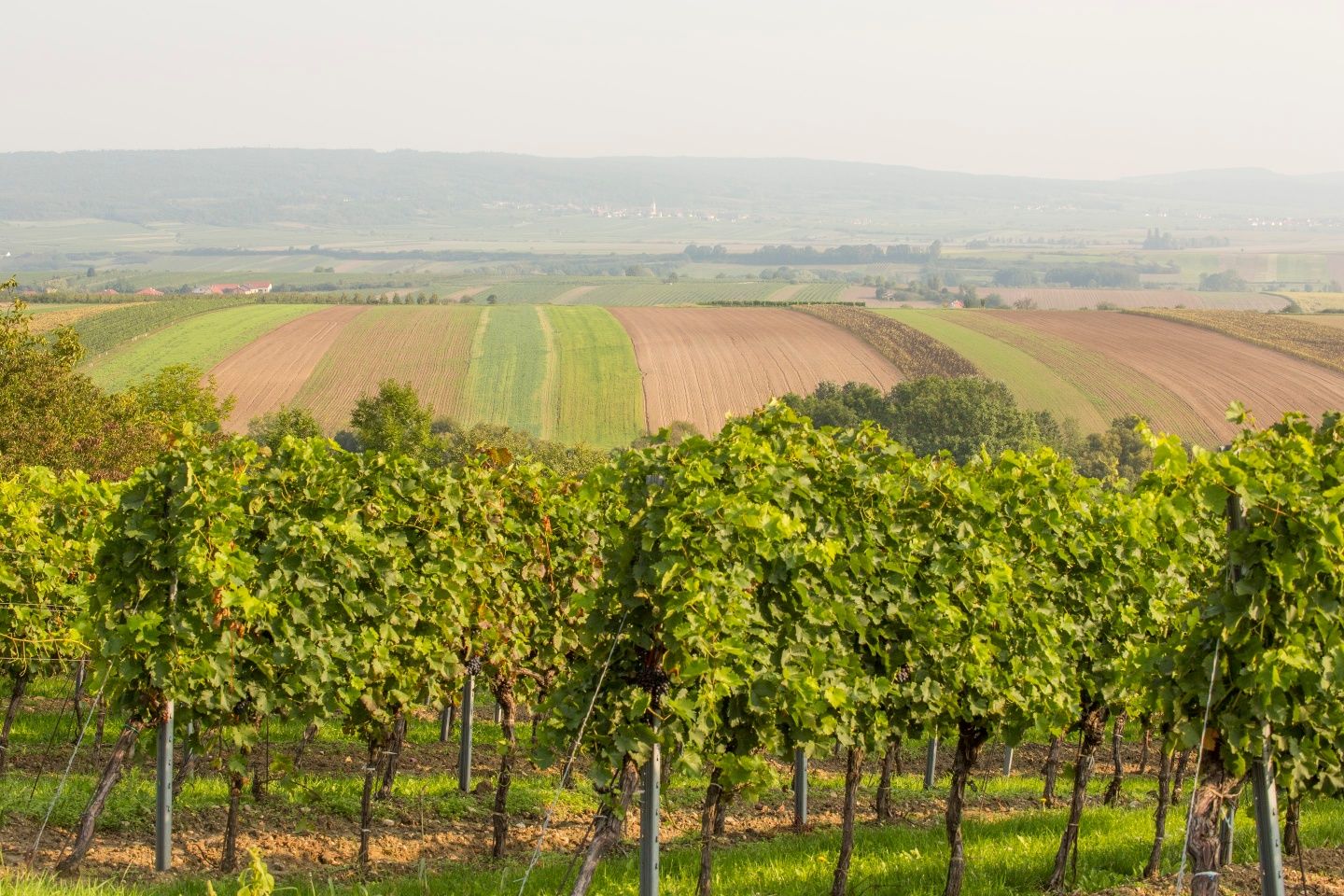 Vinohrady v okolí Pulkau