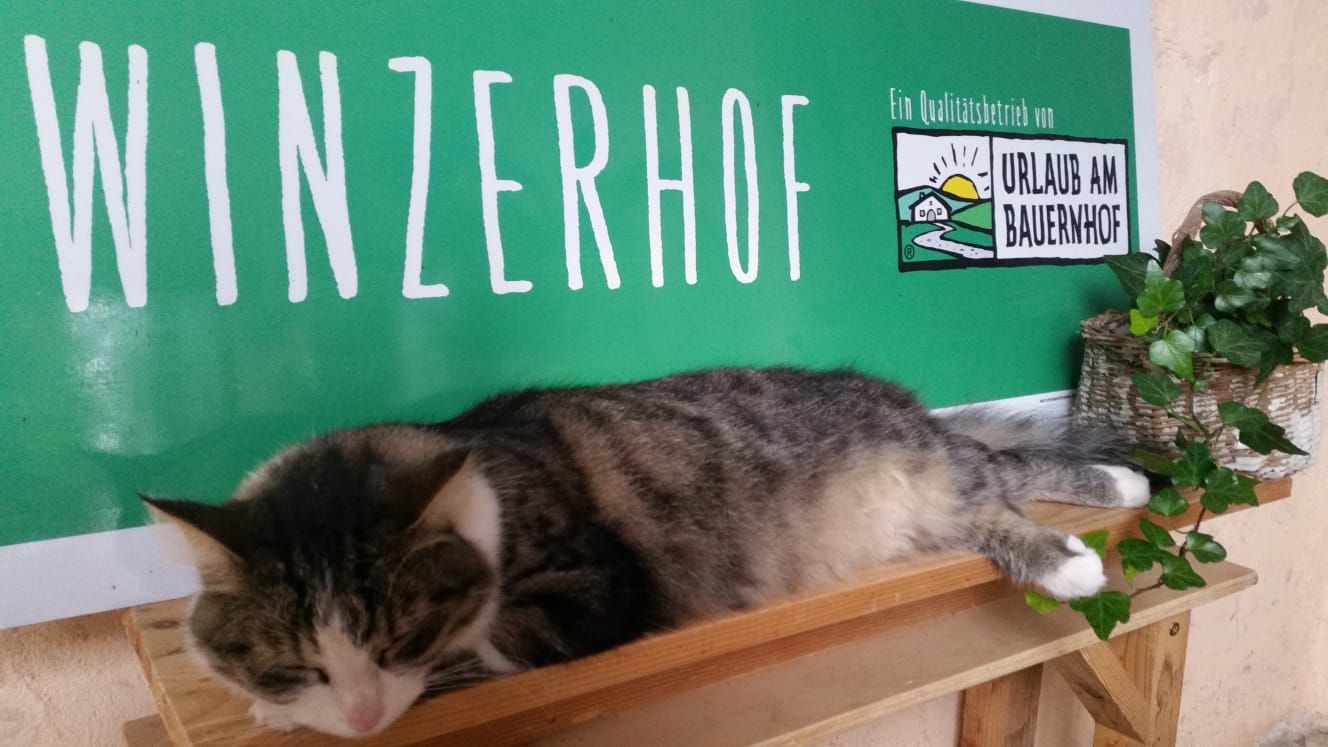 Mačka leží na polici pred nápisom "Winzerhof" a "Urlaub am Bauernhof".