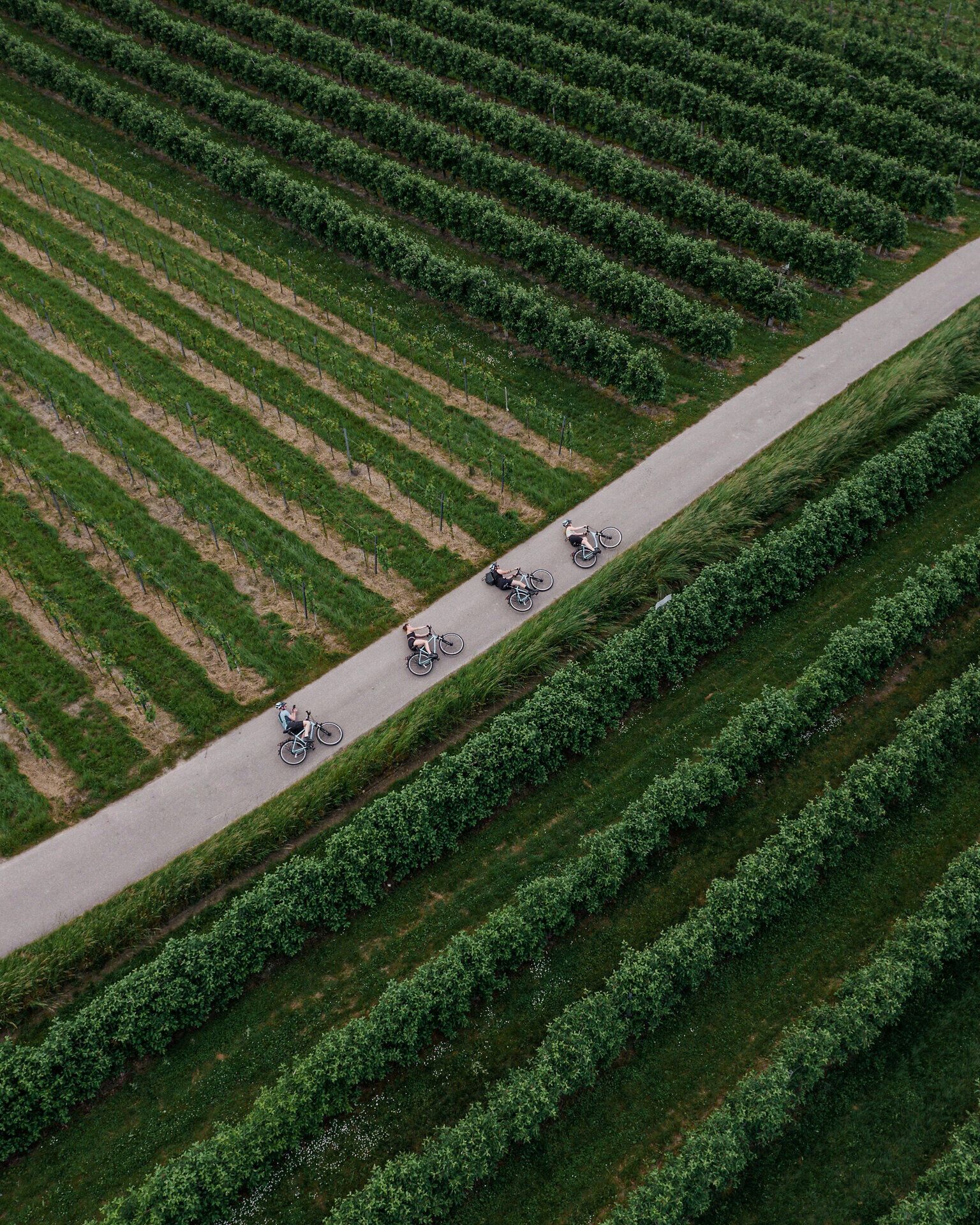 Die sanften Hügel und endlosen Weinreben laden zu einer unvergesslichen Radtour ein. Radfahrer gleiten entspannt entlang des malerischen Weges, umgeben von der atemberaubenden Natur und der frischen Luft der Wachau. Hier wird jeder Moment zum Genuss und die Schönheit der Landschaft begeistert jeden Besucher.
