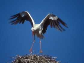Mit viel Gl&uuml;ck ist gar ein Storch zu sehen, &copy; Christian Handl