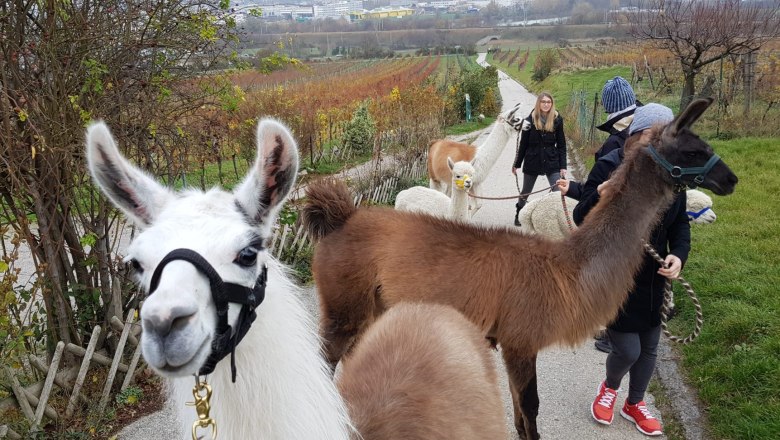 Alpaca experience in the Vienna Woods, &copy; (c) Karina P&ouml;schl