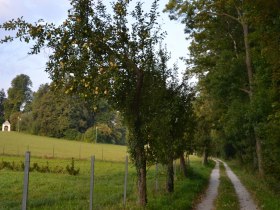 Ins Gf&ouml;hleramt, &copy; Stadtgemeinde Gf&ouml;hl