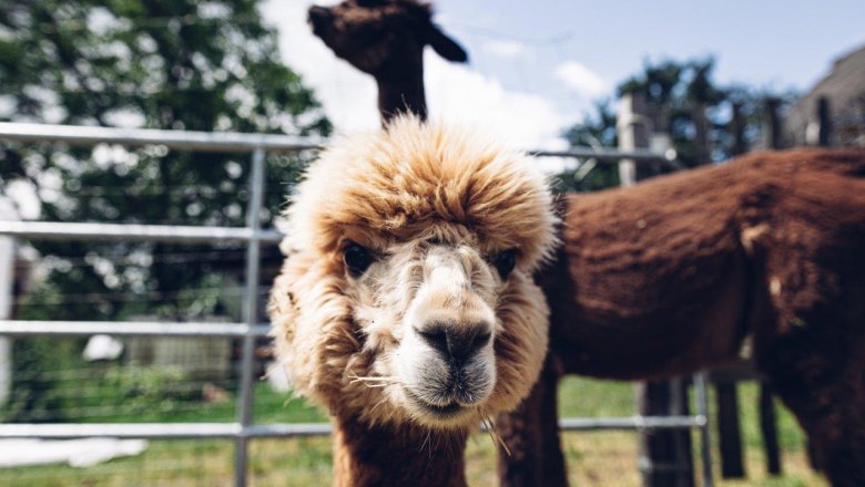 Seehof Alpacas, &copy; Familie Kaufmann