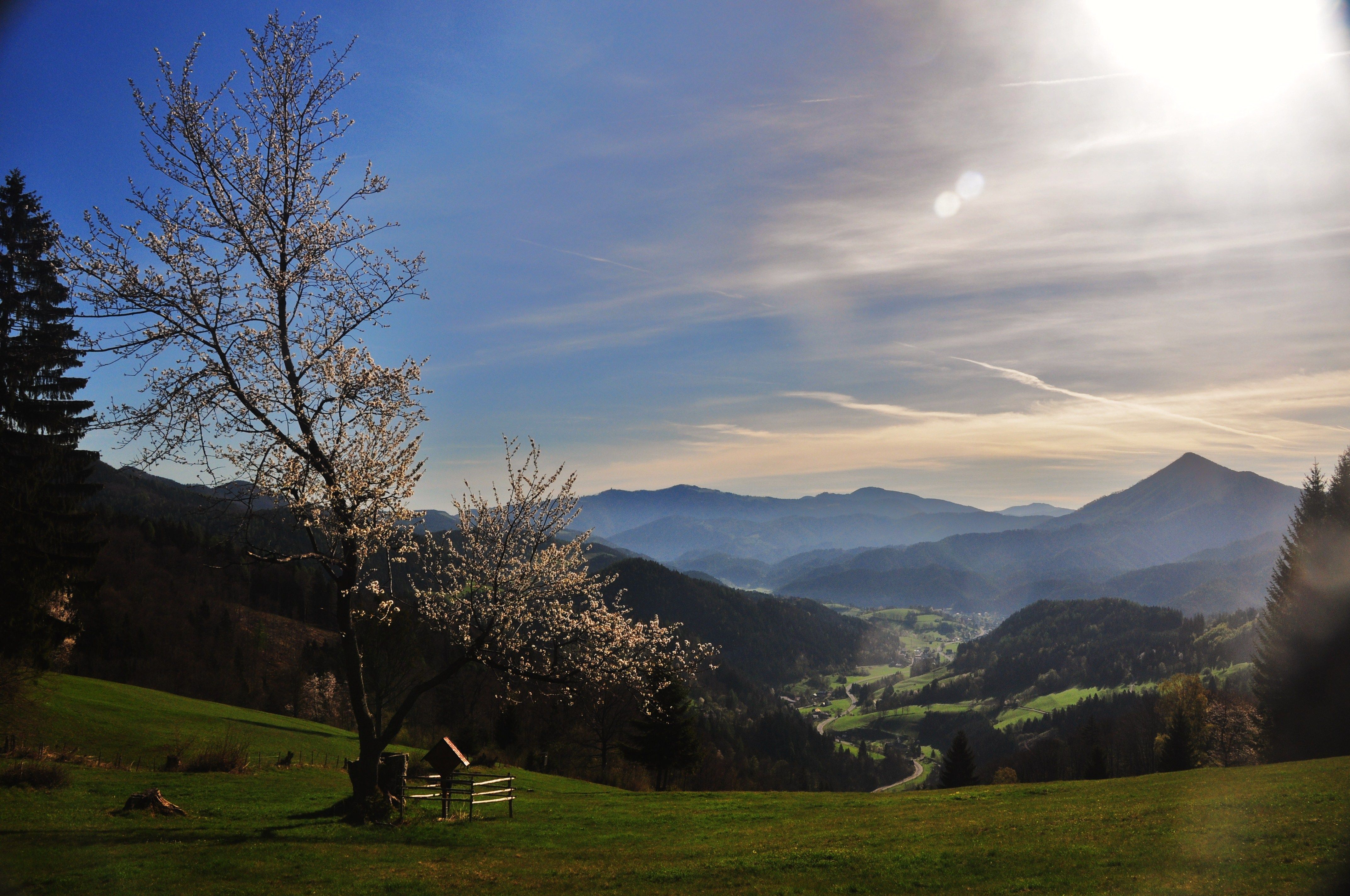 Krajina s kvitnúcim stromom, horami a údolím v pozadí v slnečnom svetle.