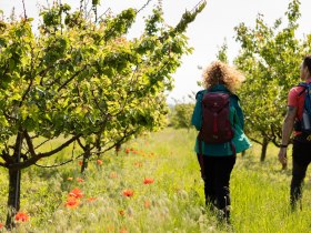Marillengarten, &copy; Wachau-Nibelungengau-Kremstal