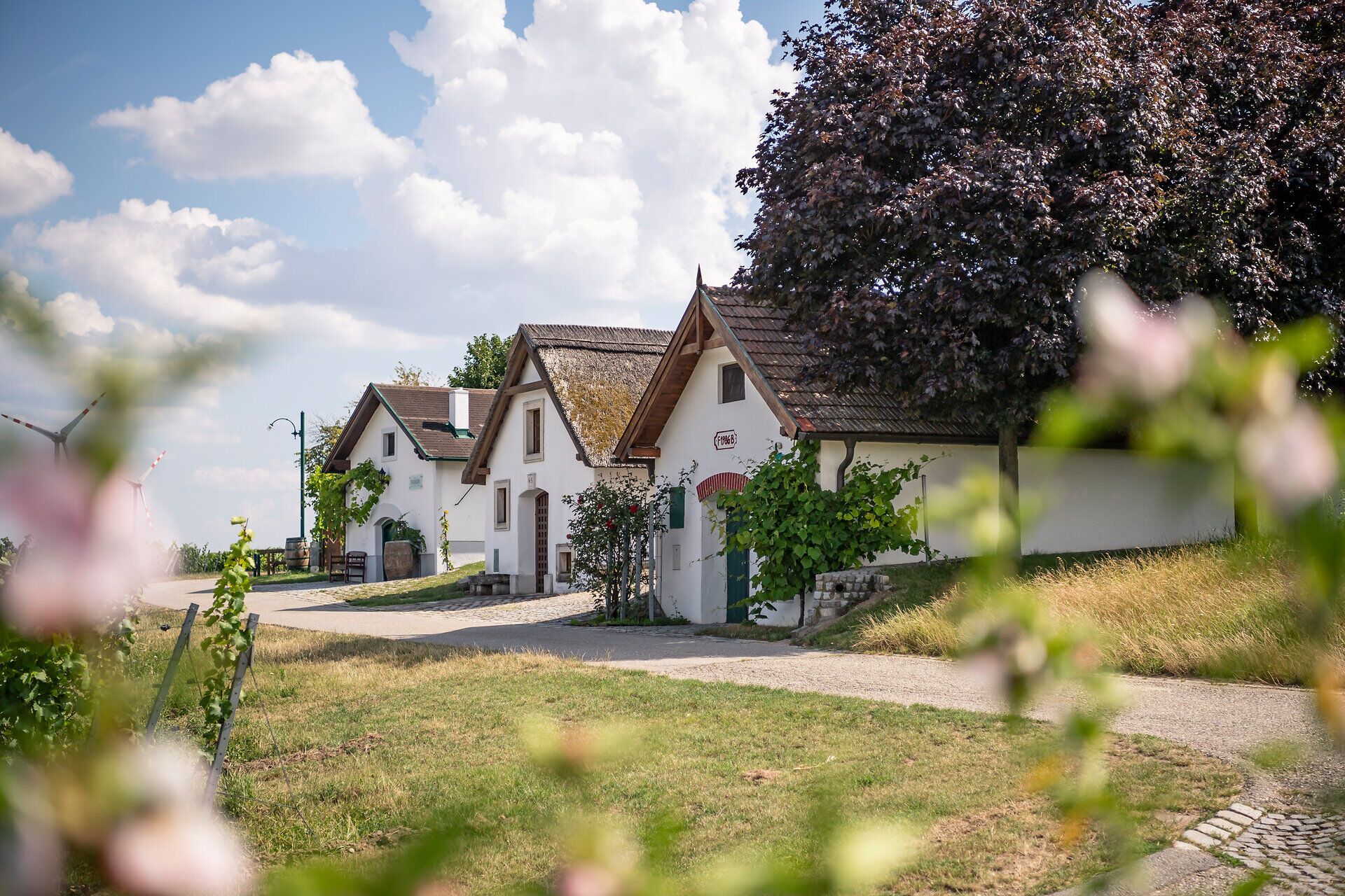 V idylickej Vínnej uličke Höflein vás čarovné, tradične zariadené chatky pozývajú na dlhšie posedenie. Obklopené sviežou zeleňou a kvitnúcimi rastlinami tu leto vyžaruje zvláštny pokoj a útulnosť. Ideálne miesto na oddych a vychutnávanie si krás prírody.