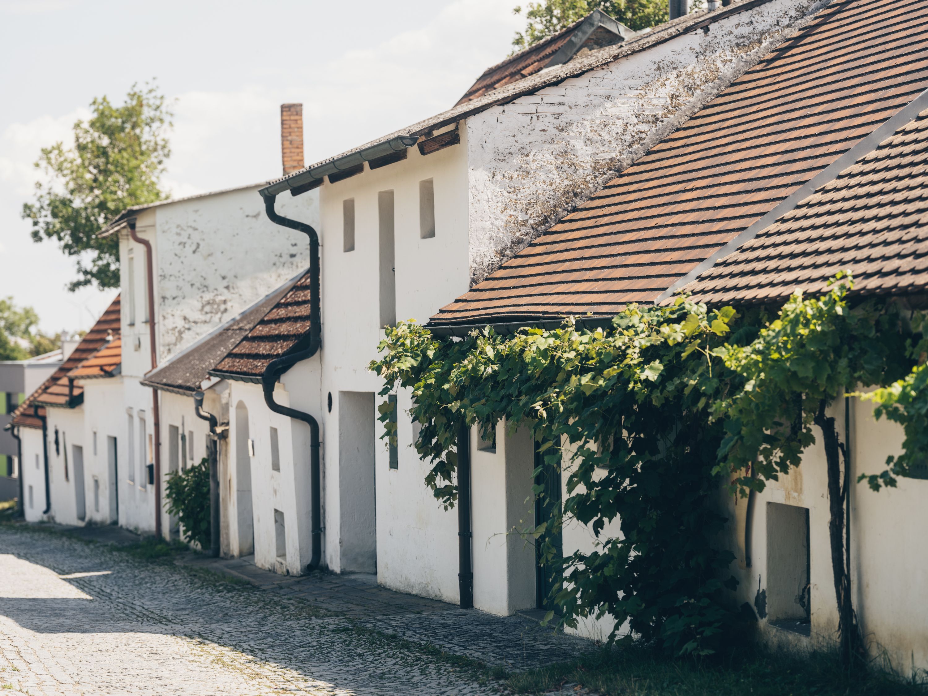 Malebná vínna ulička s bielymi budovami a vinicami v rakúskom Poysdorfe.