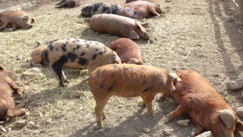 Binder Bio, &copy; Binder Bio