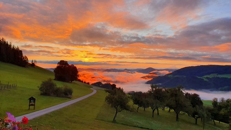 Rann&aacute; n&aacute;lada, &copy; Melanie Schweighuber