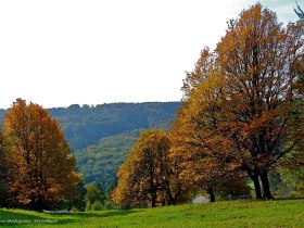Elsbeerhain am Gritschenberg, &copy; Wienerwald
