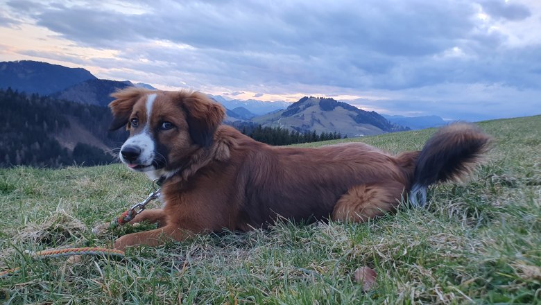 Ekologick&aacute; farma MItterhirschberg, &copy; Familie Schweighuber