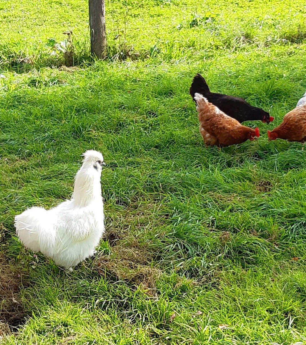 Dovolenka na farme-Oberrehau