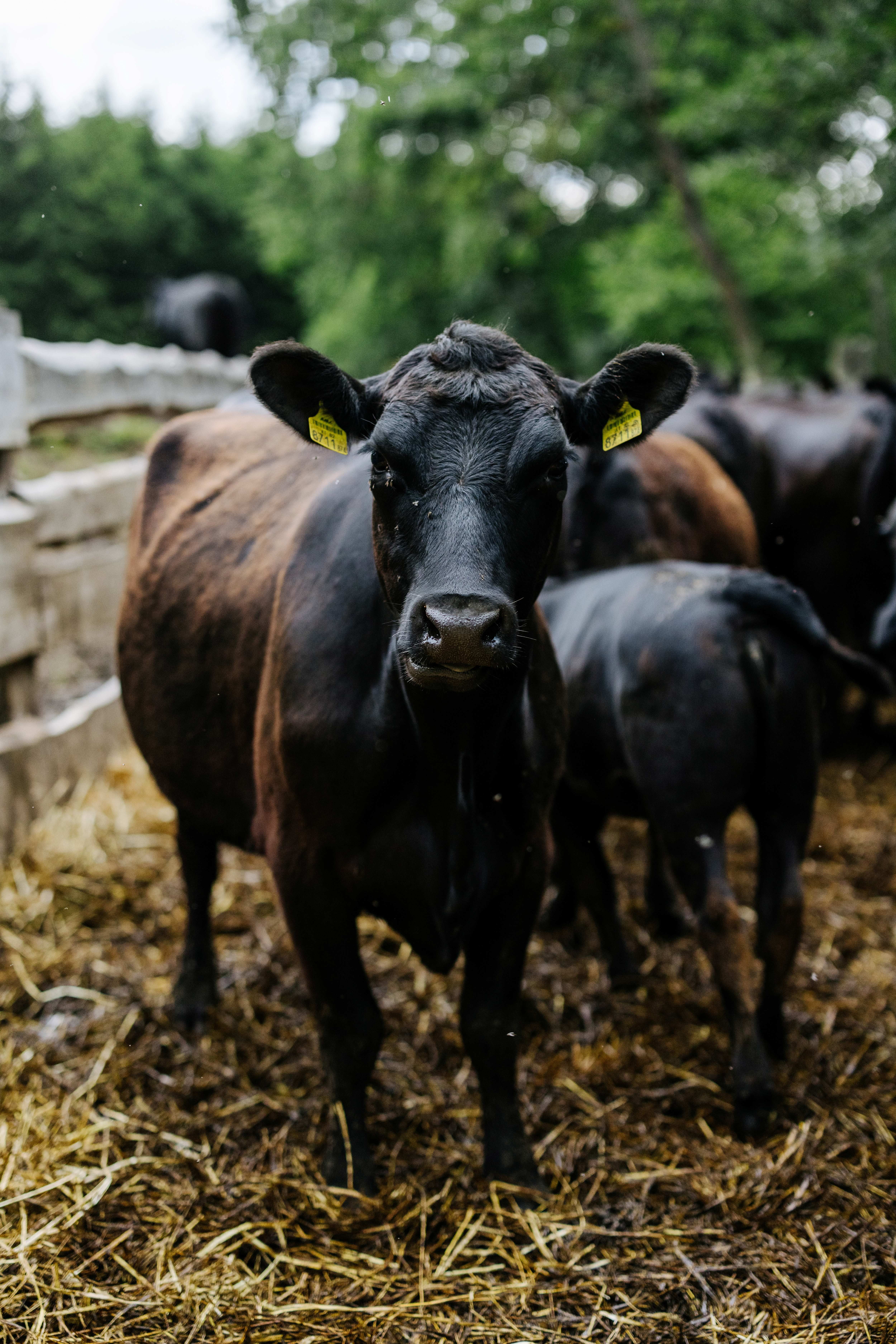 Čierna krava stojí pred dreveným plotom na farme, obklopená iným dobytkom a slamou.