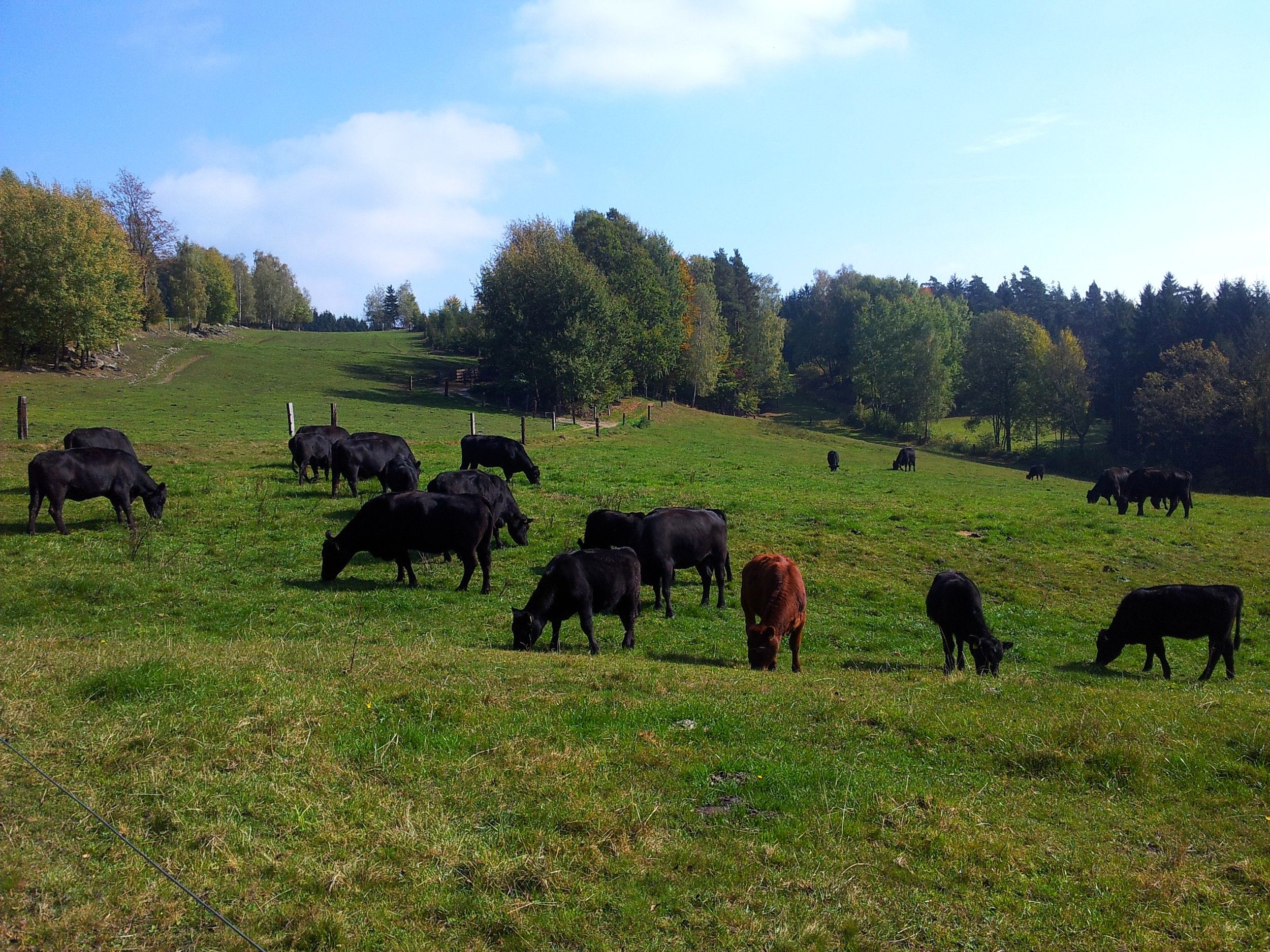 Hovädzí dobytok Angushof Anderl