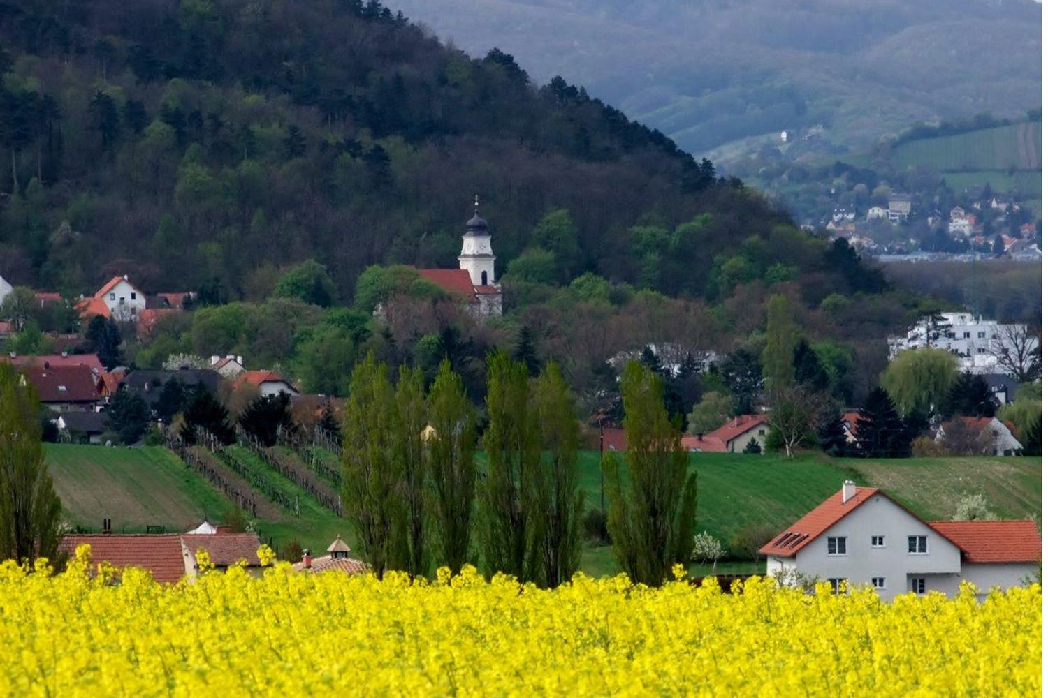 Krajina so žltým repkovým poľom, dedinou a kostolom pred zalesneným kopcom.