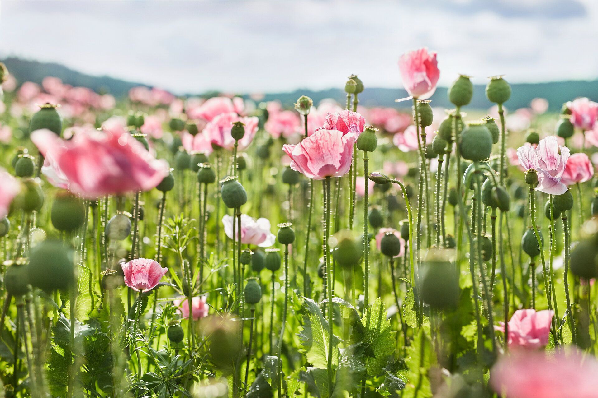 In einem zauberhaften Feld voller blühender Mohnblumen entfaltet sich die Schönheit der Natur. Die sanften Wellen der pinken Blüten tanzen im Wind und laden dazu ein, die Seele baumeln zu lassen. Ein Ort der Ruhe und Inspiration, ideal für Naturliebhaber und Fotografen.