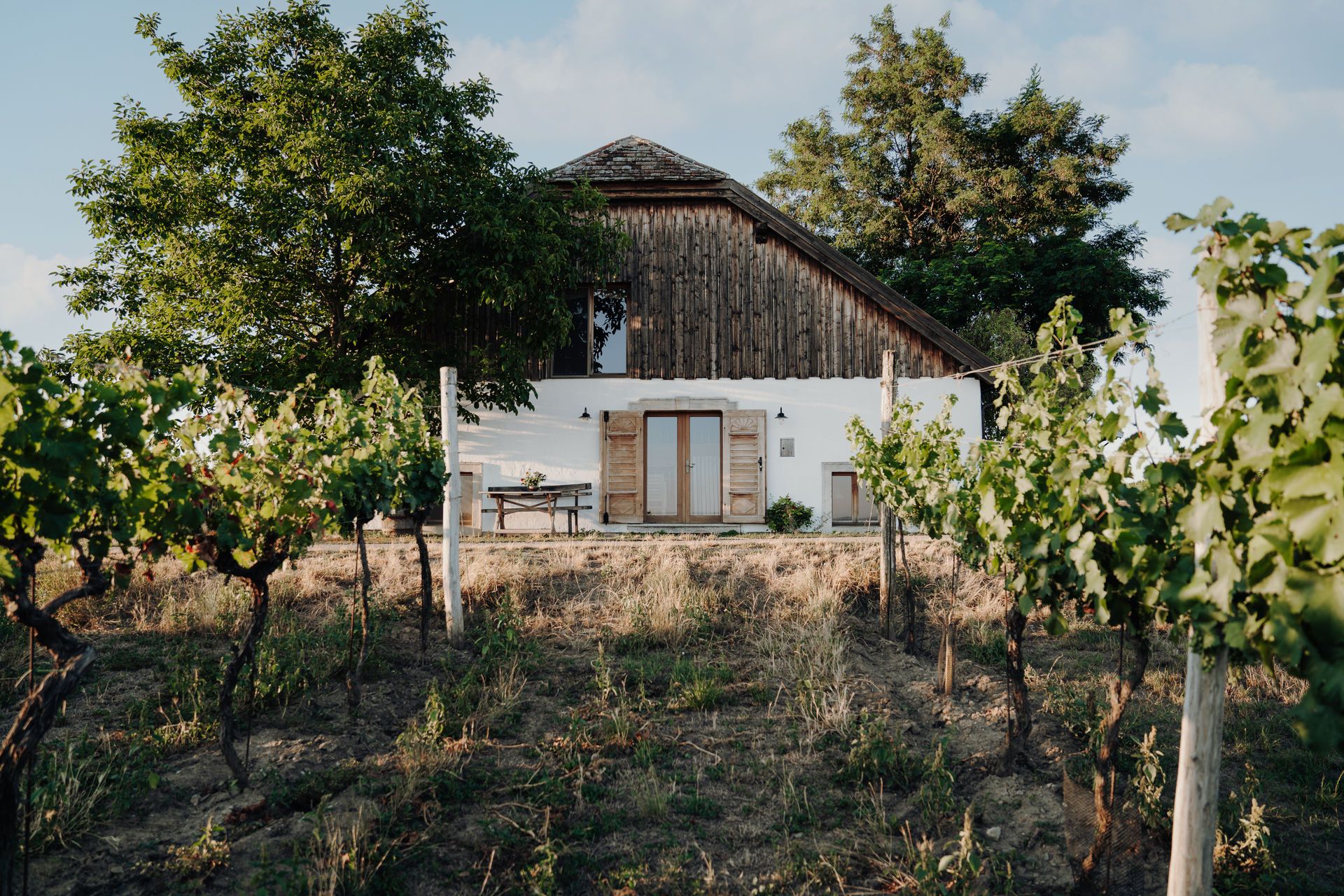 Dom obklopený vinicami so zelenými listami a veľkým stromom vedľa neho.