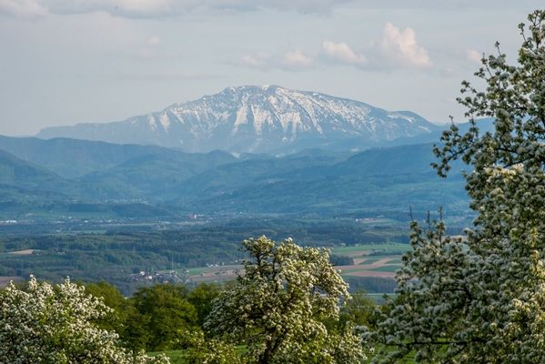 Pohľad na zasnežený Ötscher na jar, obklopený kvitnúcimi stromami a zelenými kopcami.