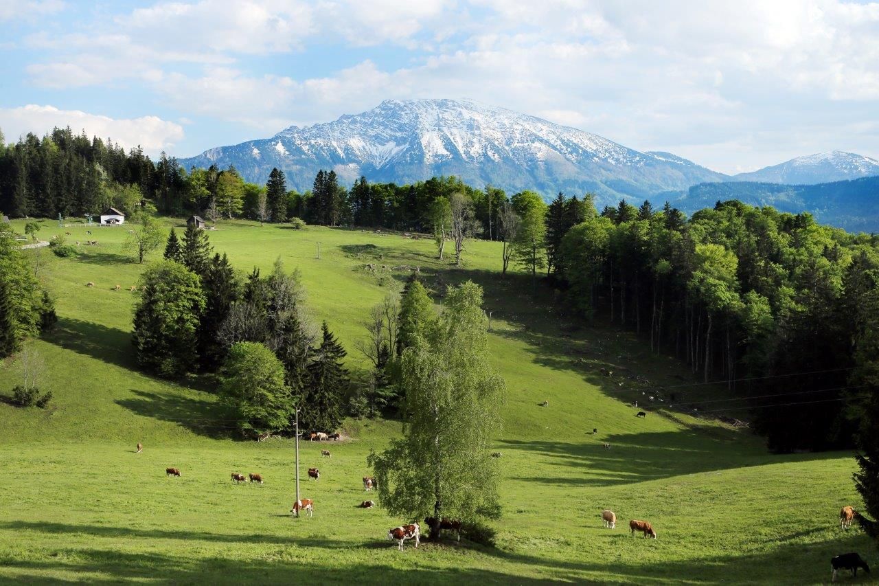 Zelená alpská lúka s kravami a zasneženou horou v pozadí.