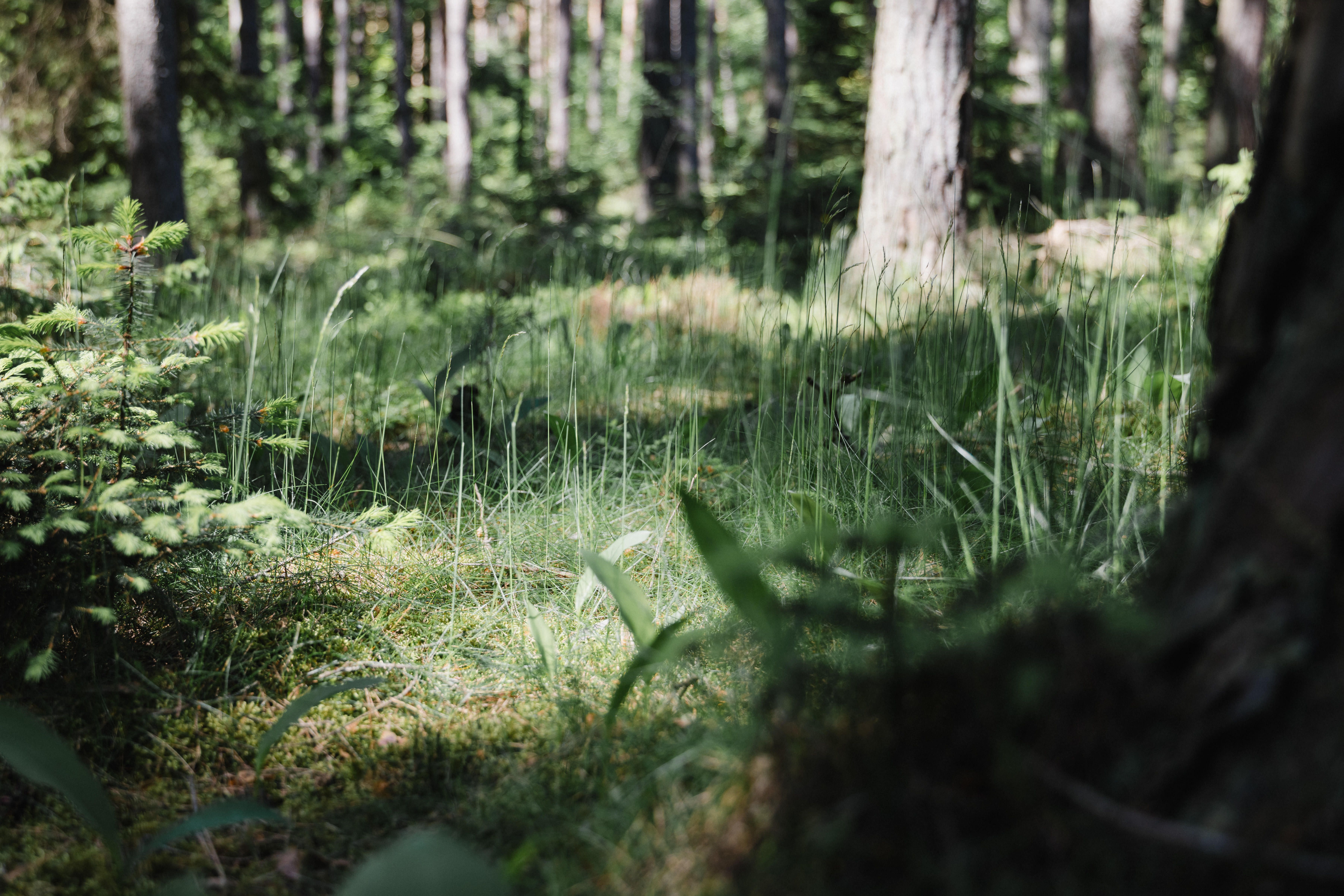 Hustý les s vysokou trávou a stromami v slnečnom svetle.