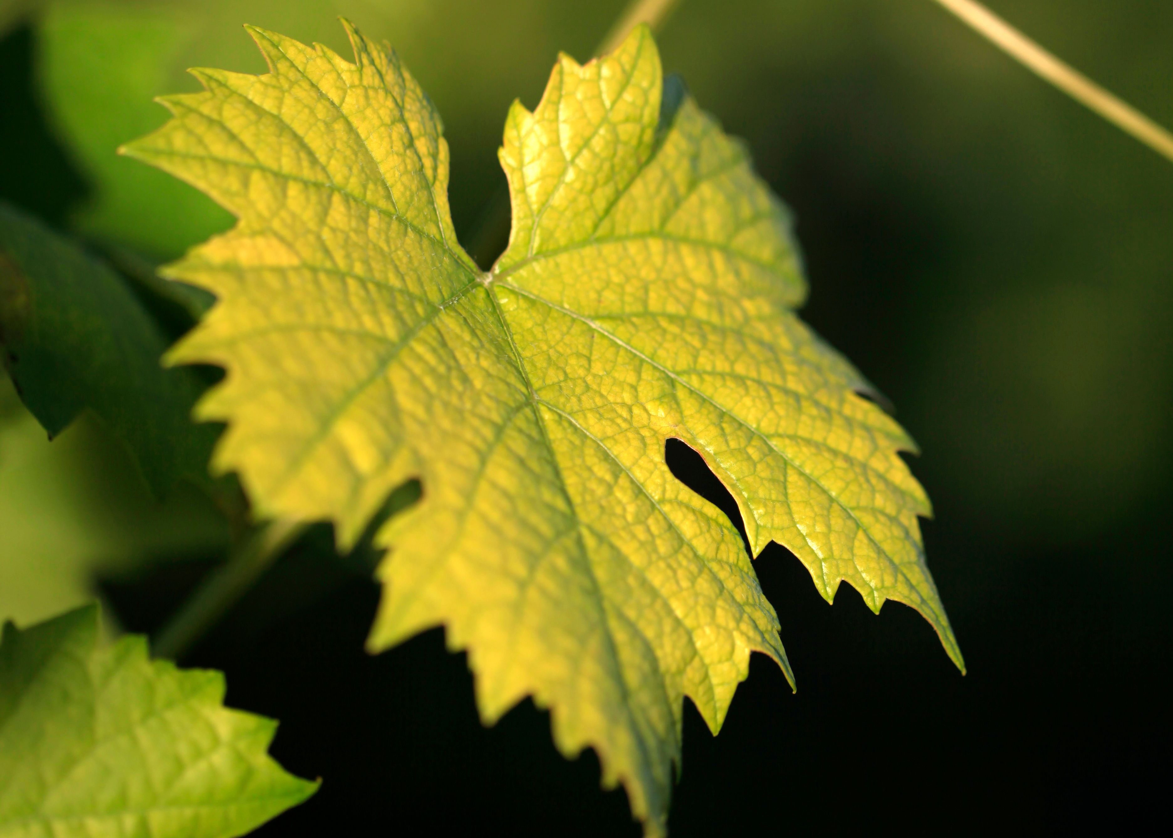 Detail zeleného listu viniča v slnečnom svetle.