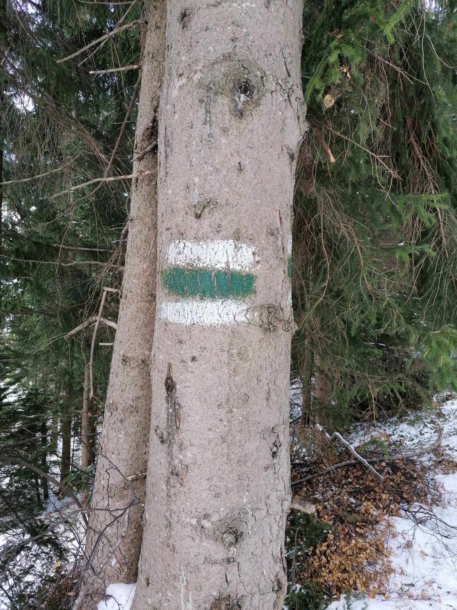 Označenie stromu na svätého Petra